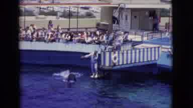 San Diego County California (1968): Orca Whales Are Doing Tricks Interacting With