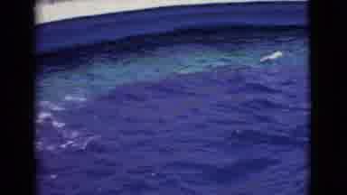 San Diego County California (1968): Dolphins Jumping Up Out Of The Deep Blue Water