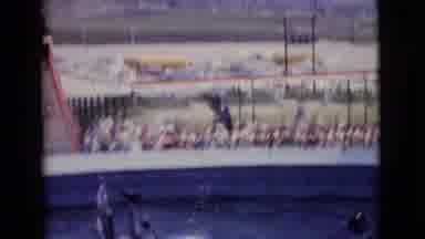 San Diego County California (1968): Dolphins Jumping Out Of Water On A Bright