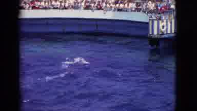 San Diego County California (1968): Dolphin Show