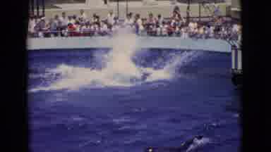 San Diego County California (1968): A Dolphin Leaps Out Of The Water And Flips For