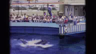 San Diego County California (1968): Dolphin Performs Trick At Aquarium Pool For A