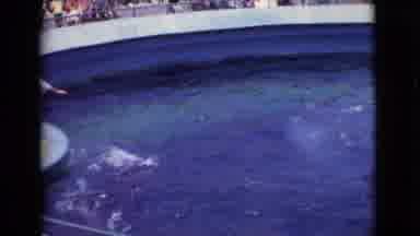San Diego County California (1968): Dolphins Are Swimming Around In A Tank Of