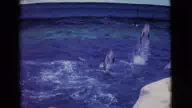 San Diego County California (1968): Dolphins Are Swimming Around In A Tank Of