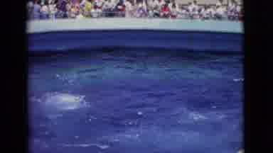 San Diego County California (1968): A Big Pool With A Lot Of Dolphins In It Eating