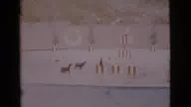 San Diego County California (1968): Three Trained Seals Getting Up On Their