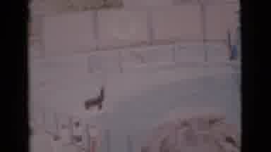 San Diego County California (1968): Three Large Well Trained Seals Performing
