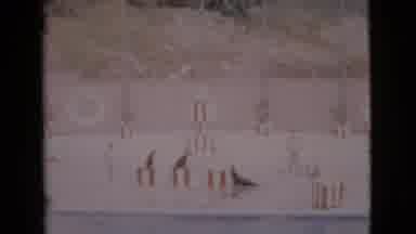 San Diego County California (1968): Seals Are Performing On Top Of Some Objects