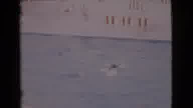 San Diego County California (1968): Seals At Show Performing Acts For Crowd
