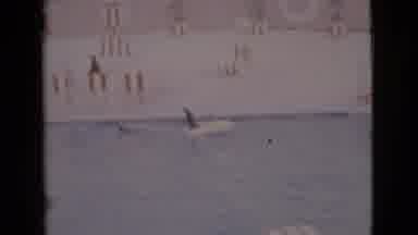San Diego County California (1968): Seal And Human Interaction