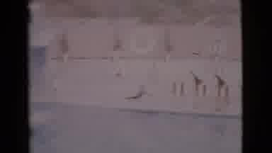 San Diego County California (1968): Three Sea Lions Performing Near Giant Tank At