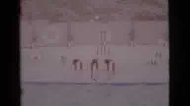 San Diego County California (1968): Three Seals Perform At A Circus Or Aquatic