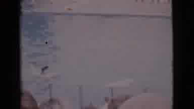 San Diego County California (1968): Footage Shows A Dog Surfing On The Back Of A