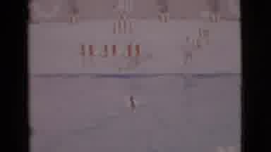 San Diego County California (1968): Vintage Footage Of Dog Show At Pool Dog Using