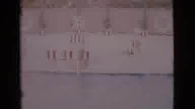 San Diego County California (1968): Dolphins At An Aquatic Pool Jump Through Hoops