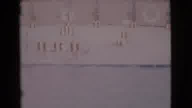 San Diego County California (1968): Dolphin Jumps High Into The Air Out Of A Pool