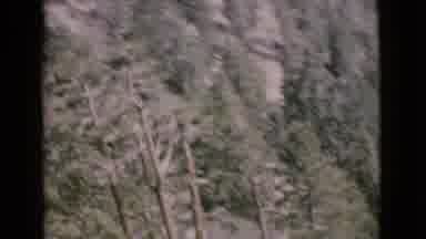 San Diego County California (1968): Looking Down From Up In The Sky Over Treetops
