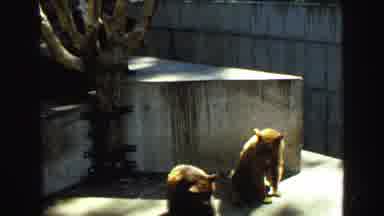 Vancouver Bc Canada (1968): Two Polar Bears And Two Brown Bears In Zoo Enclosures