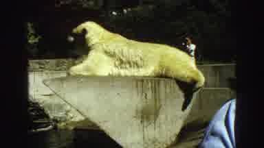 Vancouver Bc Canada (1968): Massive Polar Bear Laying On Its Stomach Inside Of Its