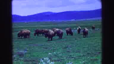 Vancouver Bc Canada (1968): Herd Of Yak In Open Plains Grazing On The Grass All