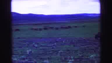 Vancouver Bc Canada (1968): Large Herd Of Bison Peacefully Grazing In Large