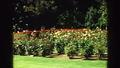 Vancouver Bc Canada (1968): Lady Walking Through A Garden
