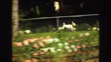 Vancouver Bc Canada (1968): A Dog Running Through The Grass During A Sunny Day