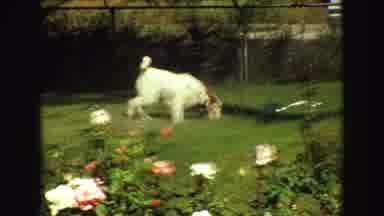 Vancouver Bc Canada (1968): Home Video Of Small Dog Running Around Front Yard