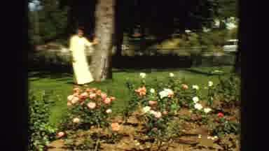 Vancouver Bc Canada (1968): Woman Standing Beside Tree, Dog Running In Circles