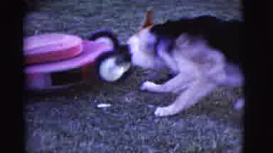 Arizona USA (1968): A German Shepherd Tries To Bite A Red Lawnmower Near Wood
