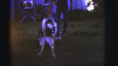 Arizona USA (1968): Dog Biting On A Lawnmower As The Man Pull It Away From Him