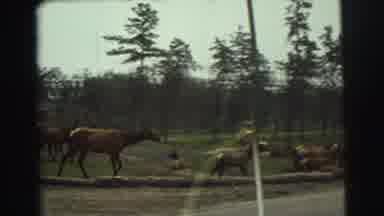 Yellowstone Wyoming USA (1971): Herd Of Deer Walking Beside Road On A Clear Day