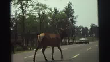 Yellowstone Wyoming USA (1971): Larger Than Life Moose Crosses The Road Much To