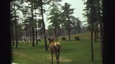 Yellowstone Wyoming USA (1971): A Large Mouse Walking On Grass Toward Ostriches In