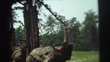 Yellowstone Wyoming USA (1971): Camera Zooms In One The Ostriches That Are