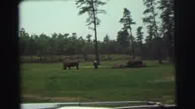Yellowstone Wyoming USA (1971): Rhinos Eat Grass As They Walk Around In The Sun On