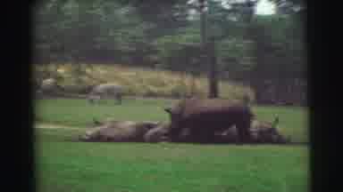 Yellowstone Wyoming USA (1971): Rhinos And Giraffes At Animal Park In Enclosures
