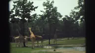 Yellowstone Wyoming USA (1971): Giraffes Play And Hang Out In The Wind