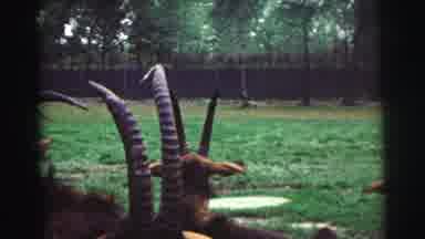 Yellowstone Wyoming USA (1971): View Of Oryx Gazelle Herd Relaxing On A Clear Day