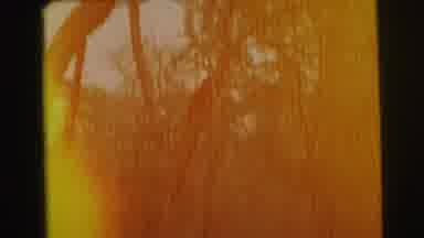 Yellowstone Wyoming USA (1971): Vintage Orange Video In Forest With Trees On A