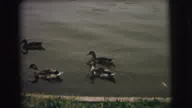 Superior Wisconsin (1973): People And Ducks Swimming In A Lake While Others Stand
