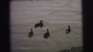 Superior Wisconsin (1973): Vintage Footage Of Kids Enjoying Ducks At The Lake