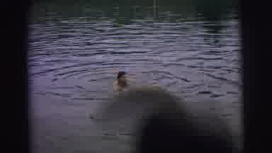 Superior Wisconsin (1973): People Swimming In A Dark Lake And Climbing On An