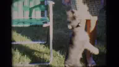 Des Moines Iowa (1966): Excited Cat For Its Favorite Food