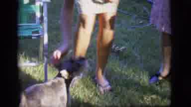 Des Moines Iowa (1966): Small Grey Dog Trained To Stand On Its Back Two Legs To