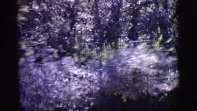 San Luis Colorado (1965): Fascinating Video Of Beautiful Lavender Herbs With Their