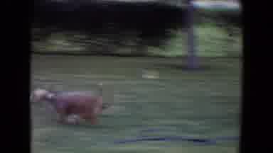 Flagstaff Arizona (1961): Funny Energetic Small Pet Dog Running Back And Forth In