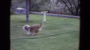 Flagstaff Arizona (1961): Dog Fetch Play Outside