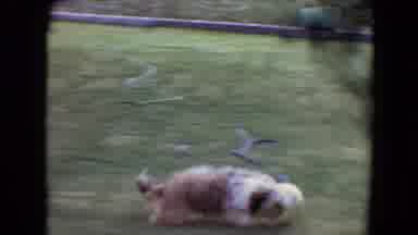 Flagstaff Arizona (1961): Two Dogs Playing Outside On Green Grass In The Sunshine