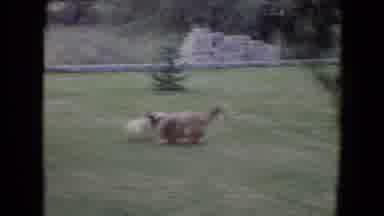 Flagstaff Arizona (1961): Cute Medium Beige Dog Plays With Soccer Ball In Yard As